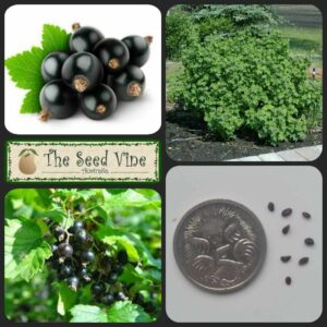Ribes nigrum - Blackcurrant - main