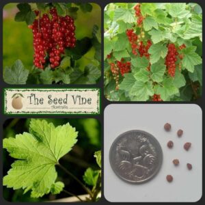 Ribes rubrum - Redcurrant main