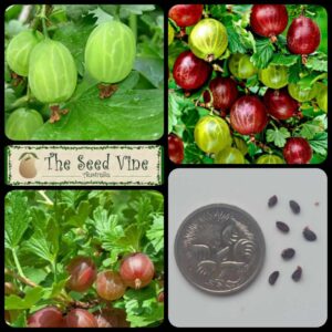 Ribes uva-crispa - European Gooseberry - main