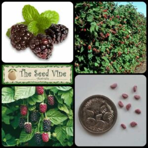 Rubus boysenberry - Boysenberry - main