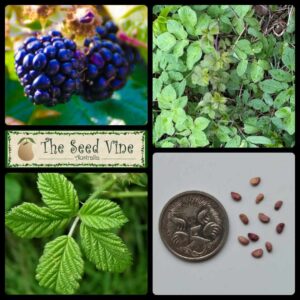 Rubus brambleberry - Brambleberry - main