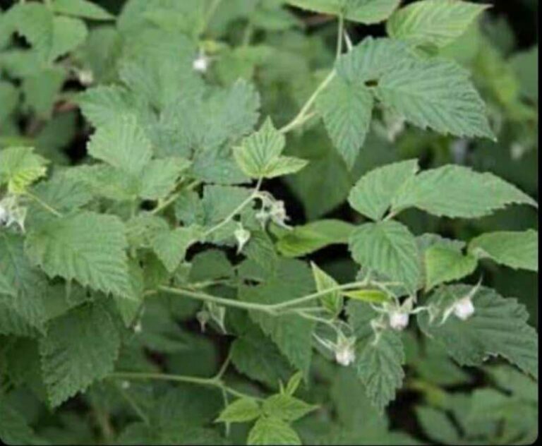Rubus idaeus - Red Raspberry (Organic) - The Seed Vine