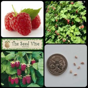 Rubus loganberry - Loganberry - main