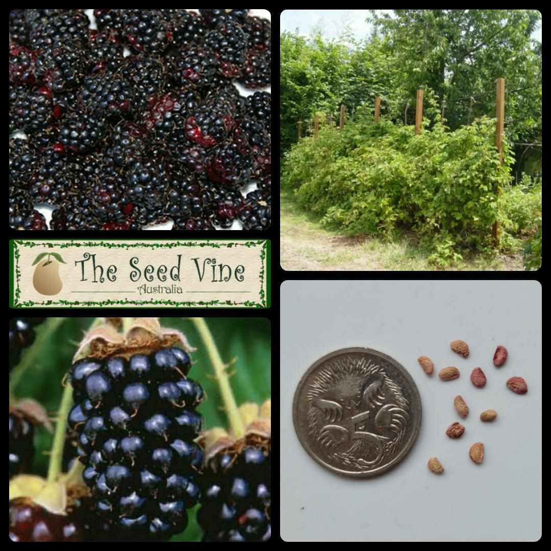 Rubus marionberry - Marionberry (Organic) - The Seed Vine