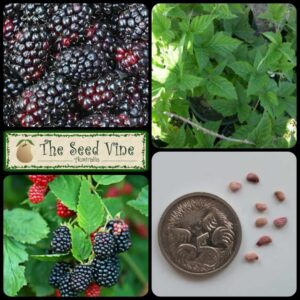 Rubus silvanberry - Silvanberry - main