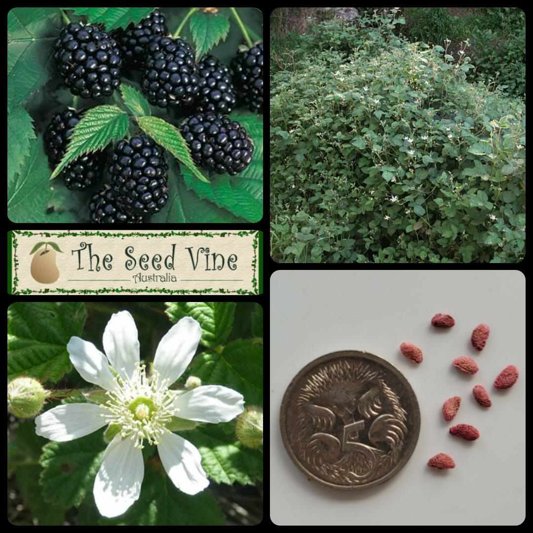 thumbnail image 2 of 20 California Pacific Trailing Blackberry Seeds – Rubus Ursinus, Hardy Perennial Fruit Vine 2 of 4
