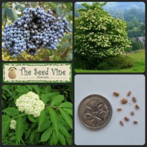 Sambucus caerulea - Blue Elderberry - seeds