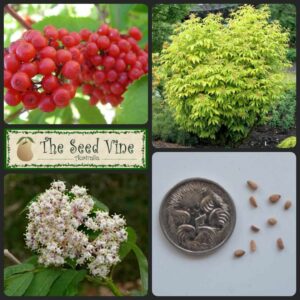Sambucus racemosa - Red Elderberry - main seeds