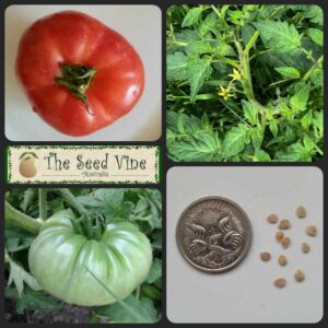 Solanum lycopersicum - Beefsteak - main