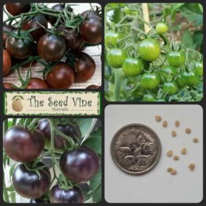 Solanum lycopersicum - Black Cherry - main