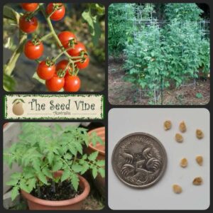 Solanum lycopersicum - Cherry main