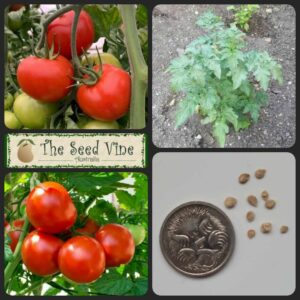 Solanum lycopersicum - Graf Zeppelin - main