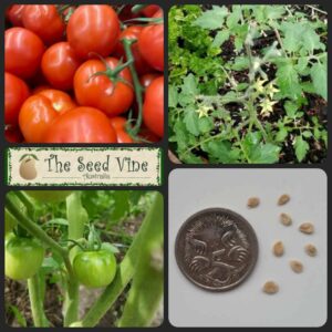 Solanum lycopersicum - Grosse Lisse - main