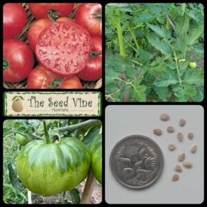 Solanum lycopersicum - Mortgage Lifter - main