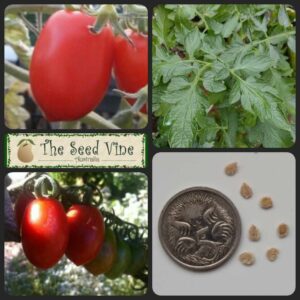 Solanum lycopersicum - Napoli - main