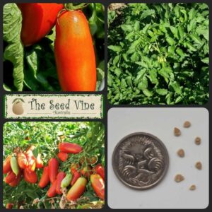 Solanum lycopersicum - San Marzano - main