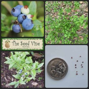 Vaccinium angustifolium - Wild Lowbush - 1