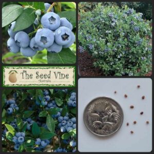 Vaccinium corymbosum - Blueberry Northern - Main Seeds
