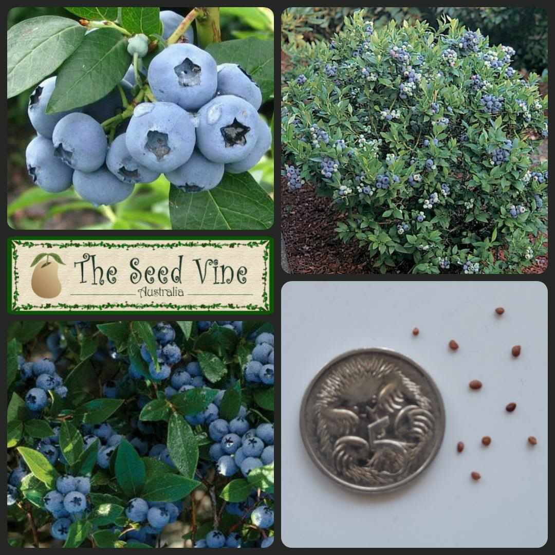 Vaccinium Corymbosum - Blueberry Northern Highbush - The Seed Vine