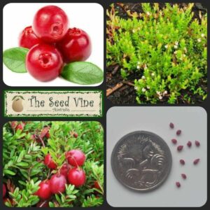 Vaccinium macrocarpon - American Cranberry - main