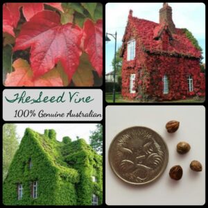parthenocissus-tricuspidata-boston-ivy-vine-seeds