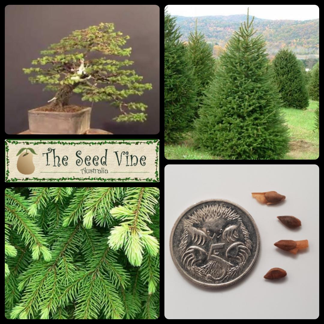 Picea abies - Norway Spruce - The Seed Vine