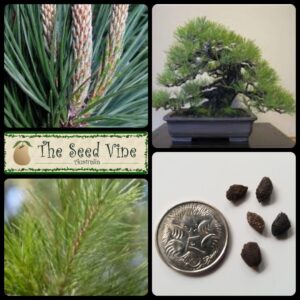 pinus-radiata-monterey-pine-main