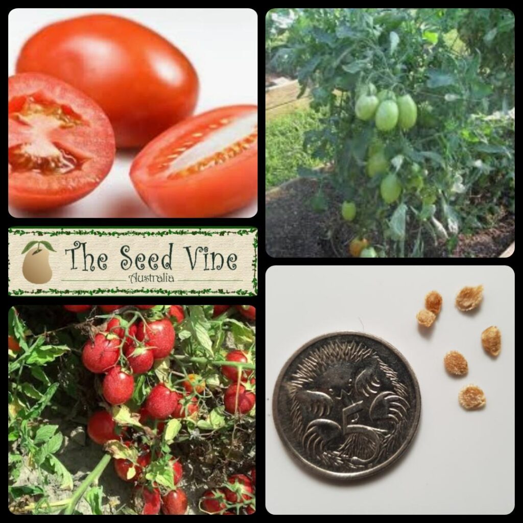Solanum lycopersicum - Tomato Cherry Roma (Organic) - The Seed Vine