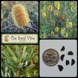 Banksia marginata - Silver Banksia - main
