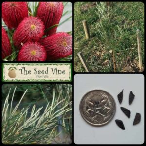 Banksia occidentalis - Red Swamp - main