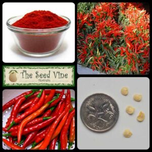 Capsicum annuum - Cayenne Pepper - main