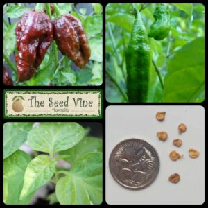 Capsicum chinensis - Bhut Jolokia Choc - main