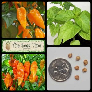 Capsicum chinensis - Bhut Jolokia Orange - main