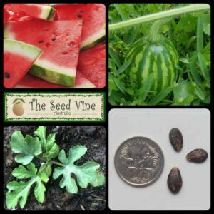 Citrullus lanatus - Watermelon Crimson - main