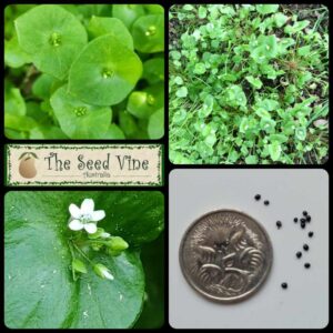 Claytonia perfoliata - Miner's Lettuce - main
