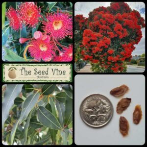 Corymbia ficifolia - Red Gum - main