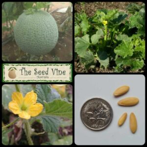 Cucumis melo - Melon Honeydew - main
