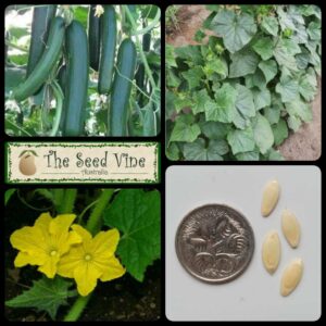 Cucumis sativus - Cucumber Lebanese - main