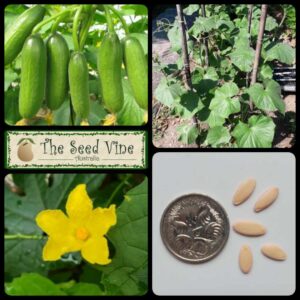 Cucumis sativus - Cucumber Mini Munch - main