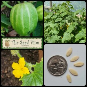 Cucumis sativus - Cucumber Richmond Apple Green - main