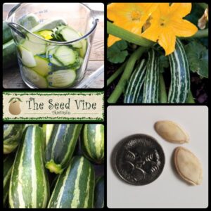 Cucurbita pepo - Zucchini Cocozelle - main