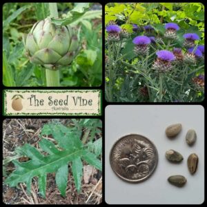 Cynara scolymus - Artichoke Green Globe - main