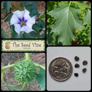 Datura stramonium - Jimsonweed - main