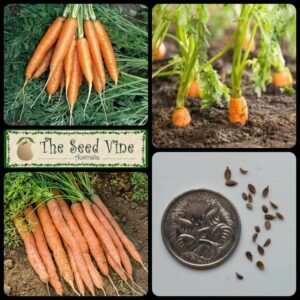 Daucus carota - Carrot Baby Amsterdam - main