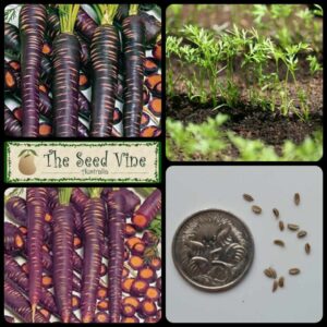 Daucus carota - Carrot Purple Haze - main