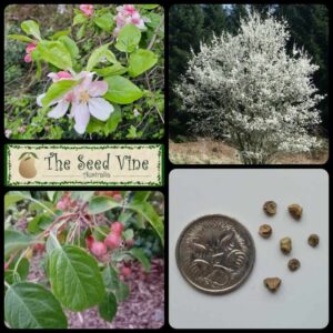 Malus sylvestris - European Crabapple - main