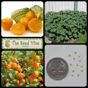 Physalis peruviana - Cape Gooseberry - Main