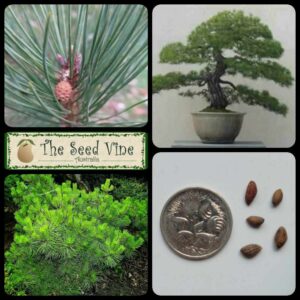 Pinus densiflora - Japanese Red Pine main