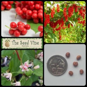 Schisandra chinensis - Five Flavour Berry - main