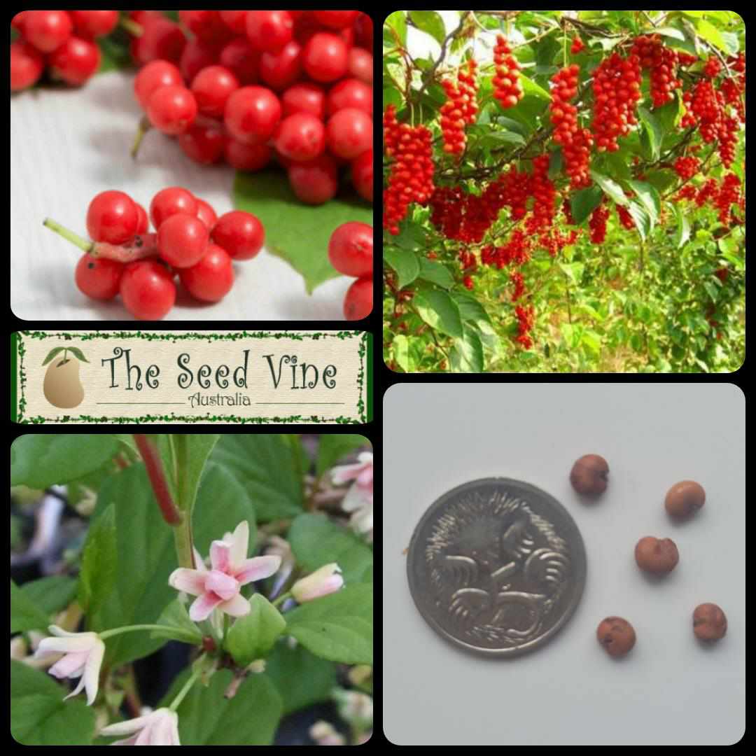 Schisandra Chinensis - Five Flavour Berry - The Seed Vine